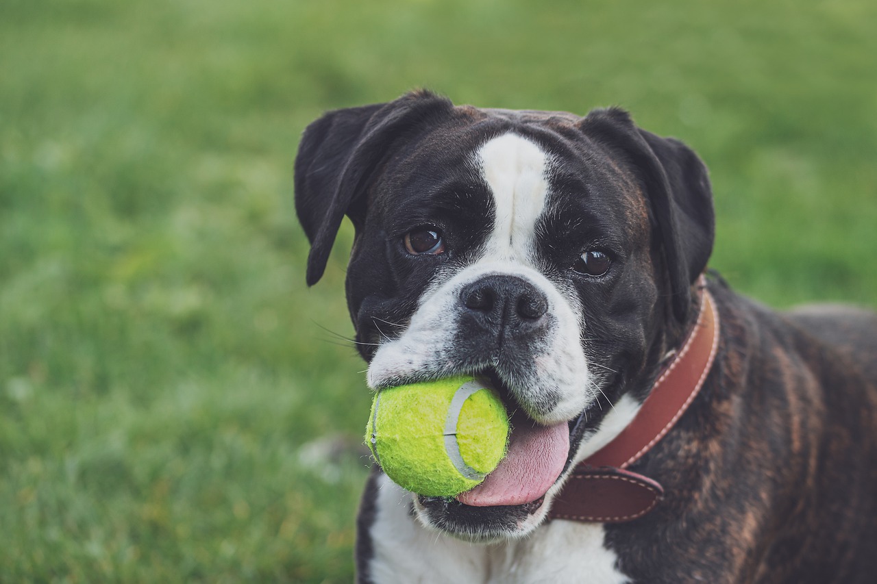 Pros and Cons of a Boxer Dog - Pros 