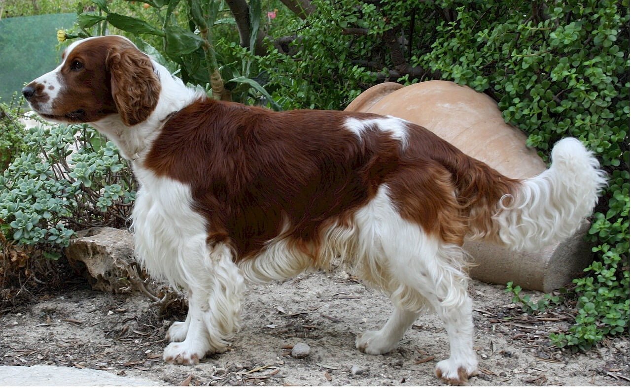 Welsh Springer Spaniel - Pros & Cons Reviews