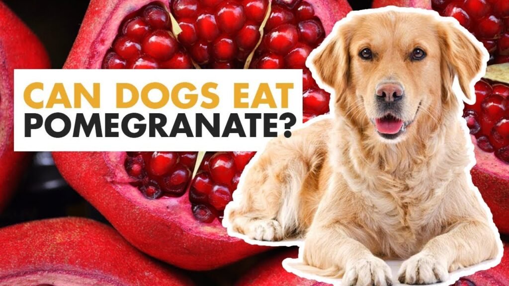 Is Pomegranate Good For Dogs Vintage Billboard